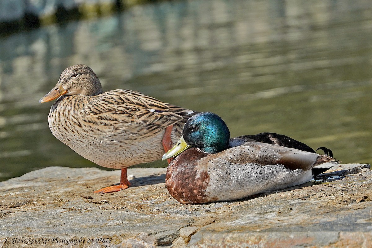 Mallard - ML619498080