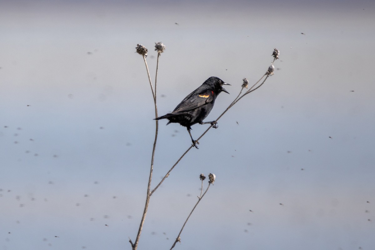 Red-winged Blackbird - Reuben Lim