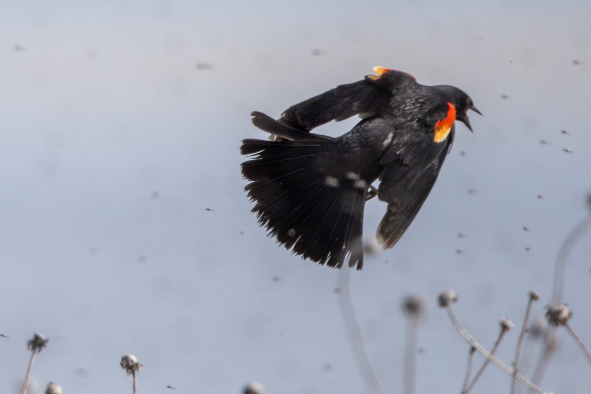 Red-winged Blackbird - Reuben Lim