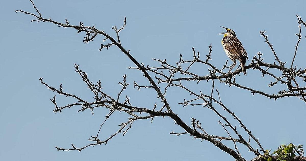 Eastern Meadowlark - ML619498085