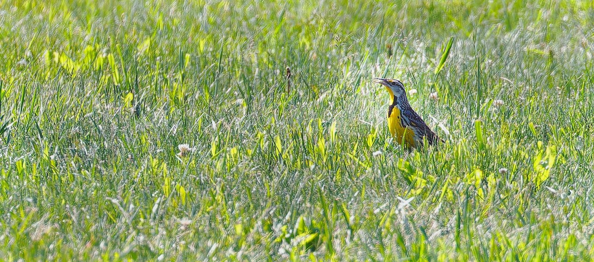 Eastern Meadowlark - ML619498086