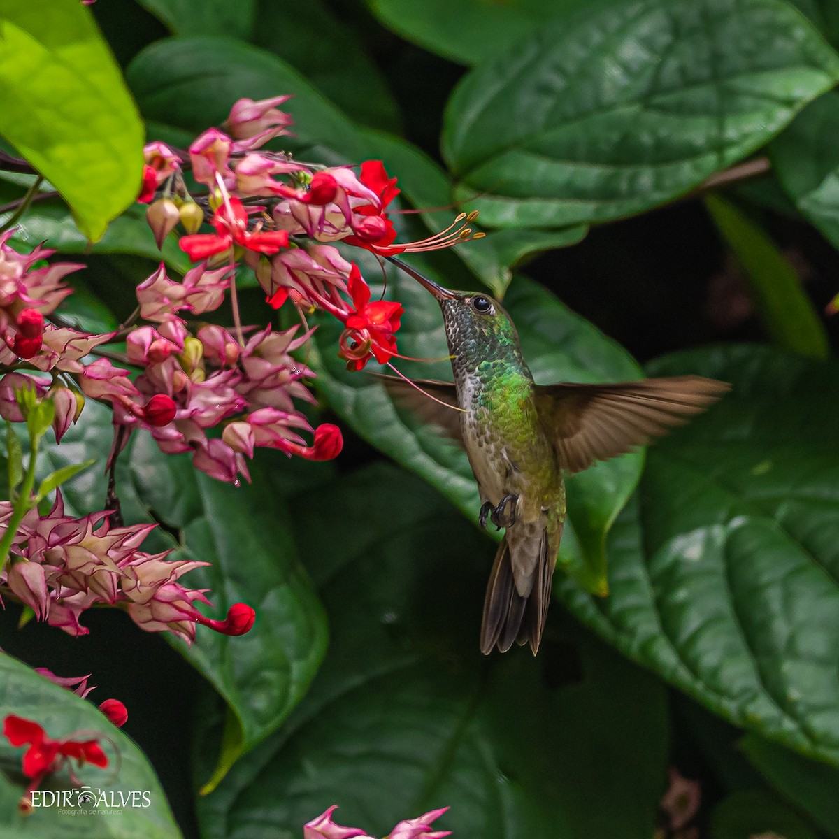 Violet-capped Woodnymph - EDIR Alves