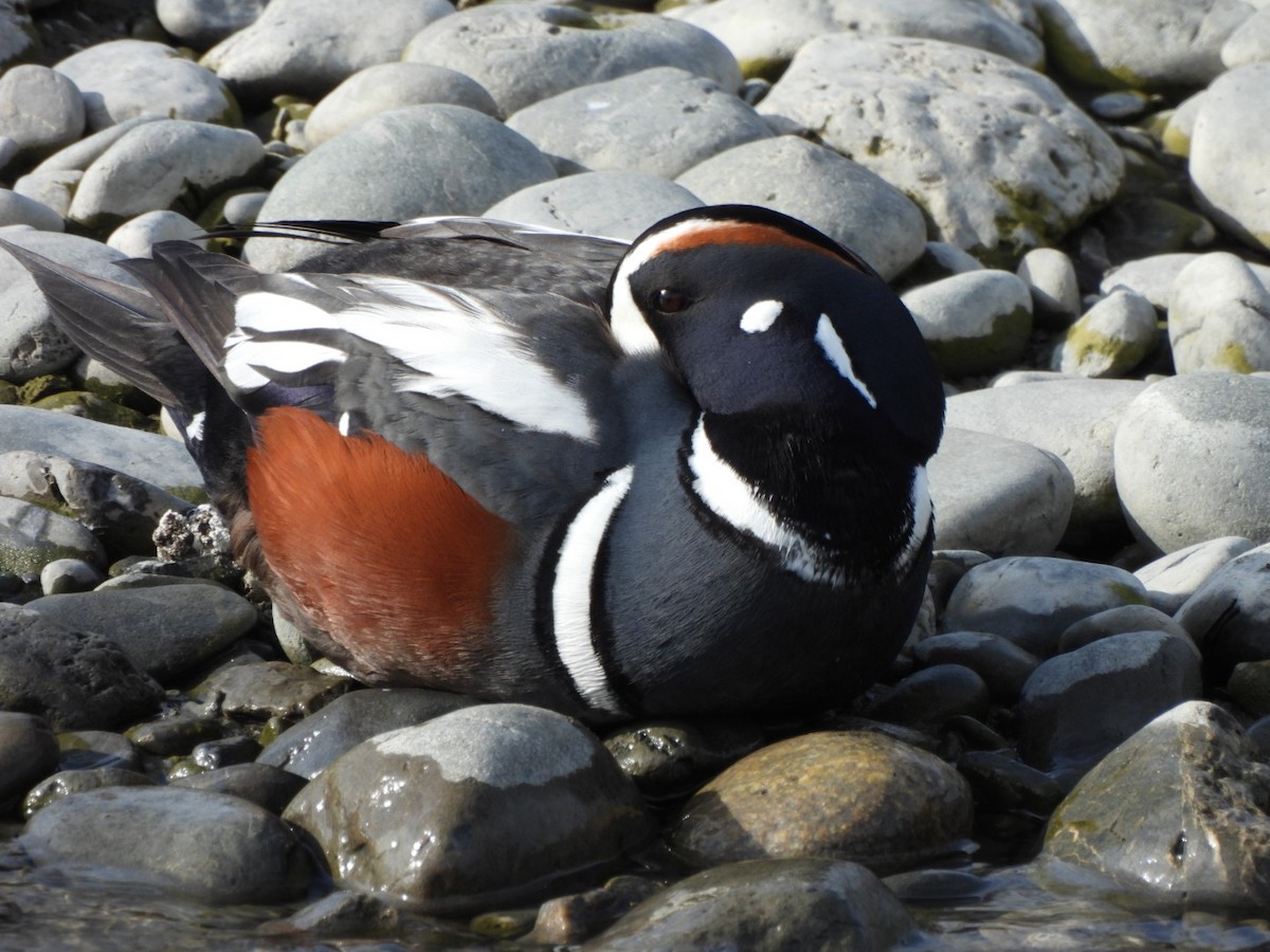 Harlequin Duck - Lachlan Bebout