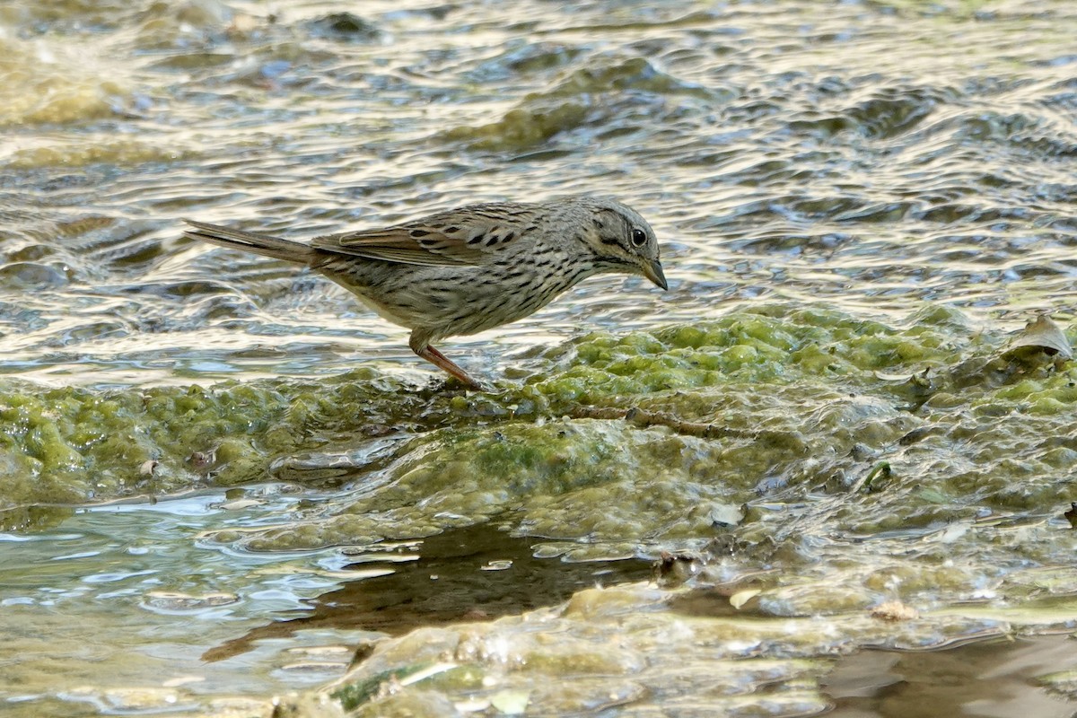 Lincoln's Sparrow - Sara Griffith