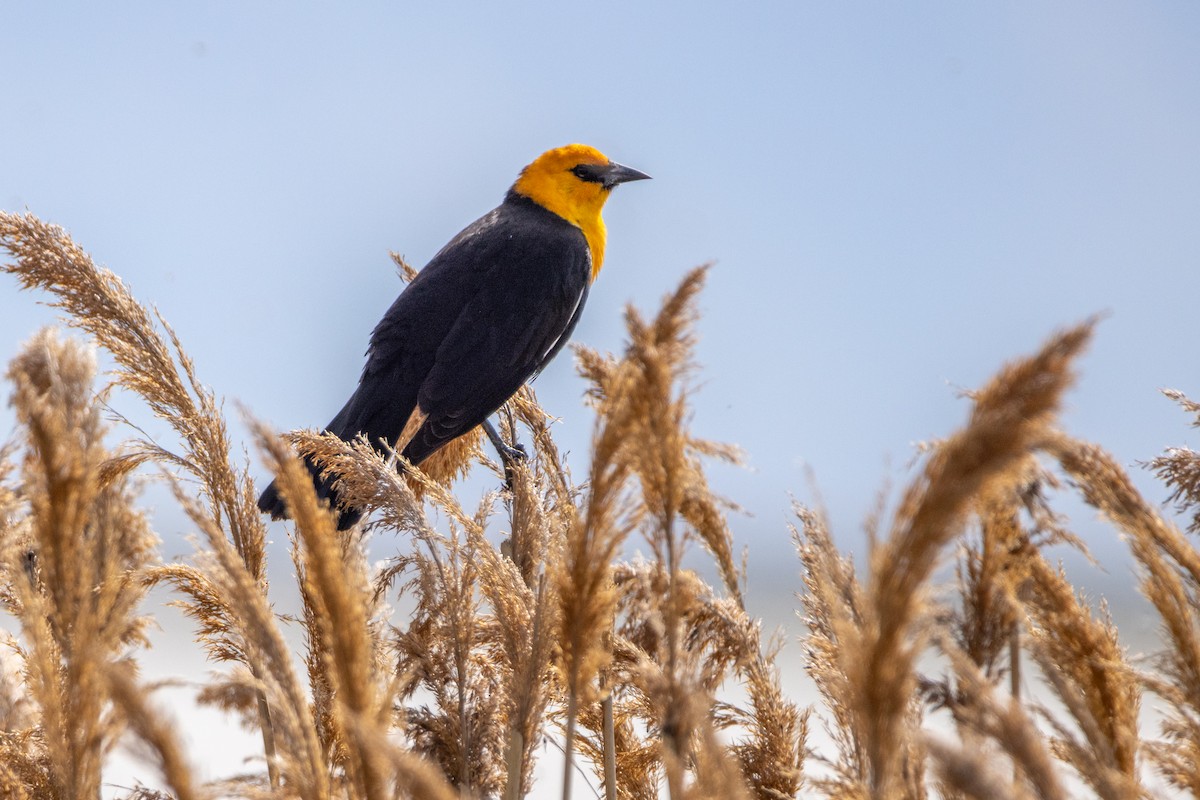 Yellow-headed Blackbird - Reuben Lim