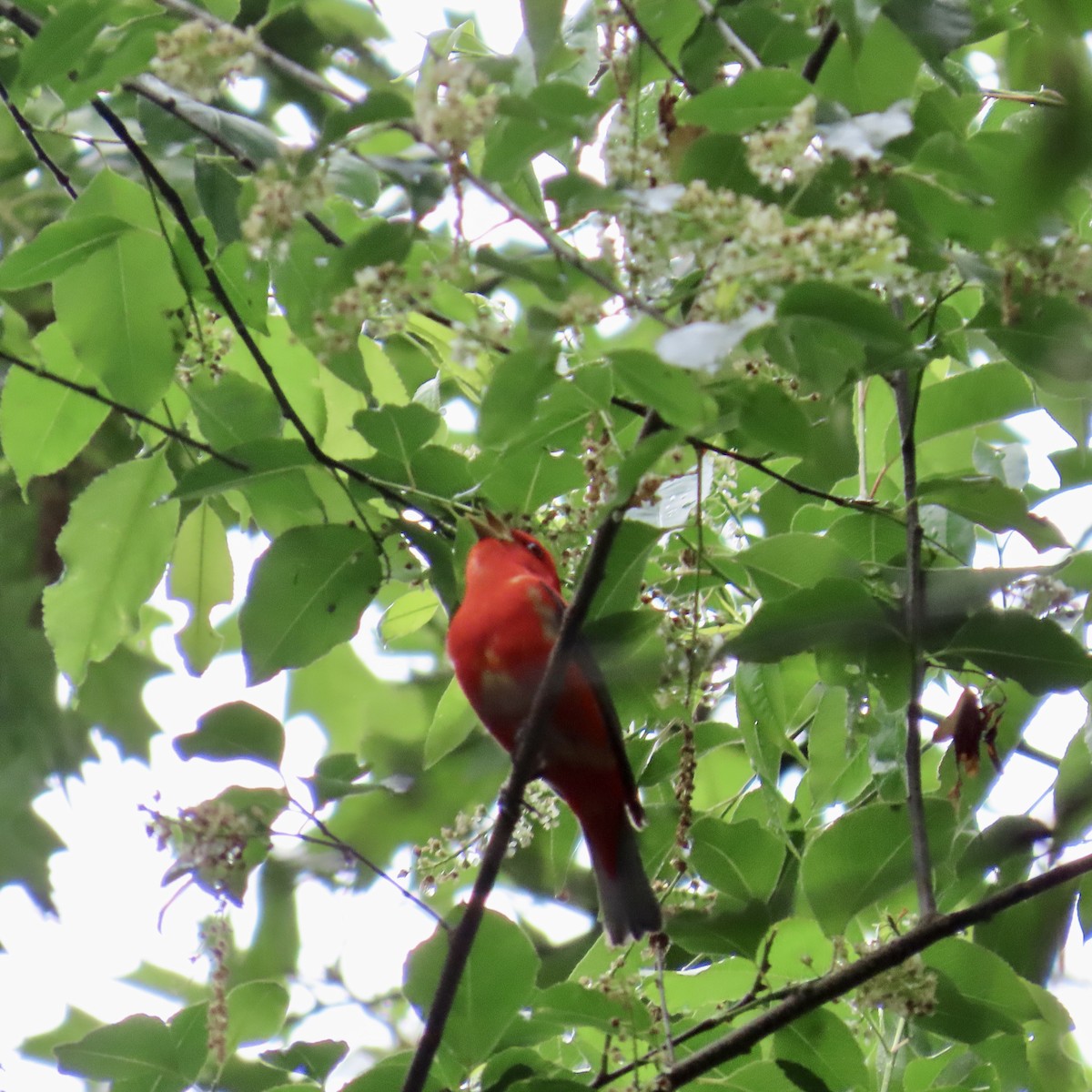 Scarlet Tanager - Richard Fleming