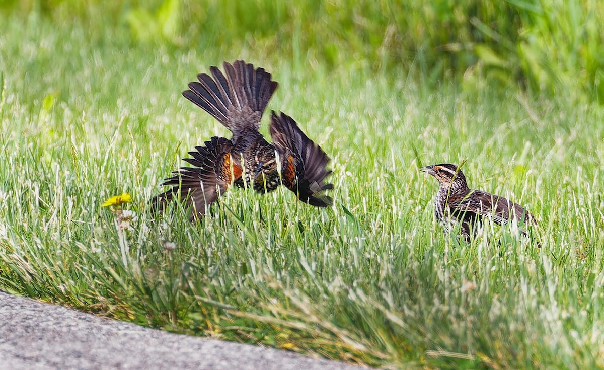 Red-winged Blackbird - Becki Guy