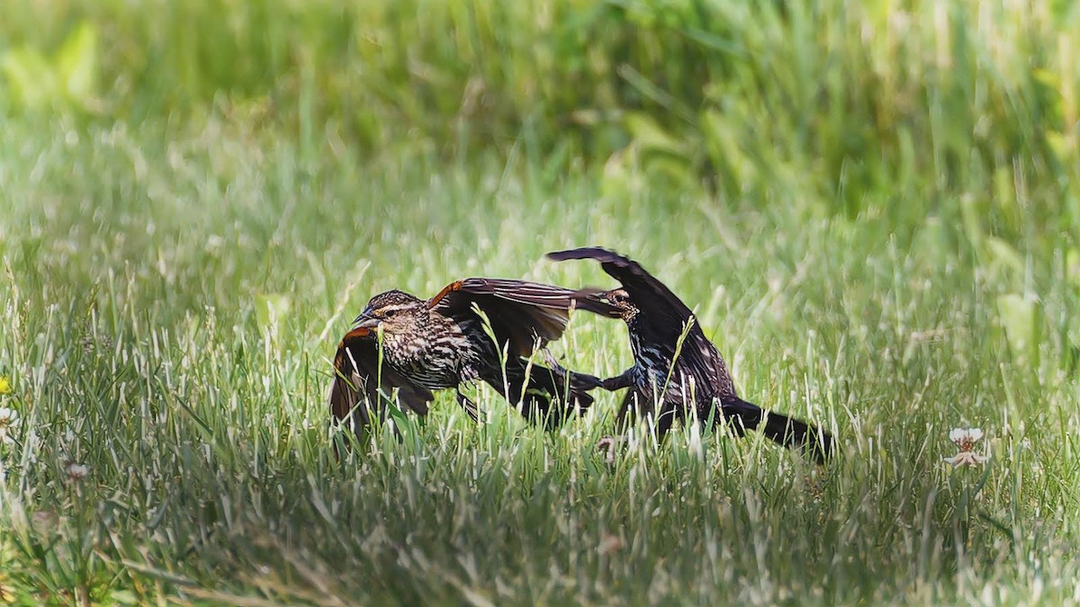 Red-winged Blackbird - Becki Guy