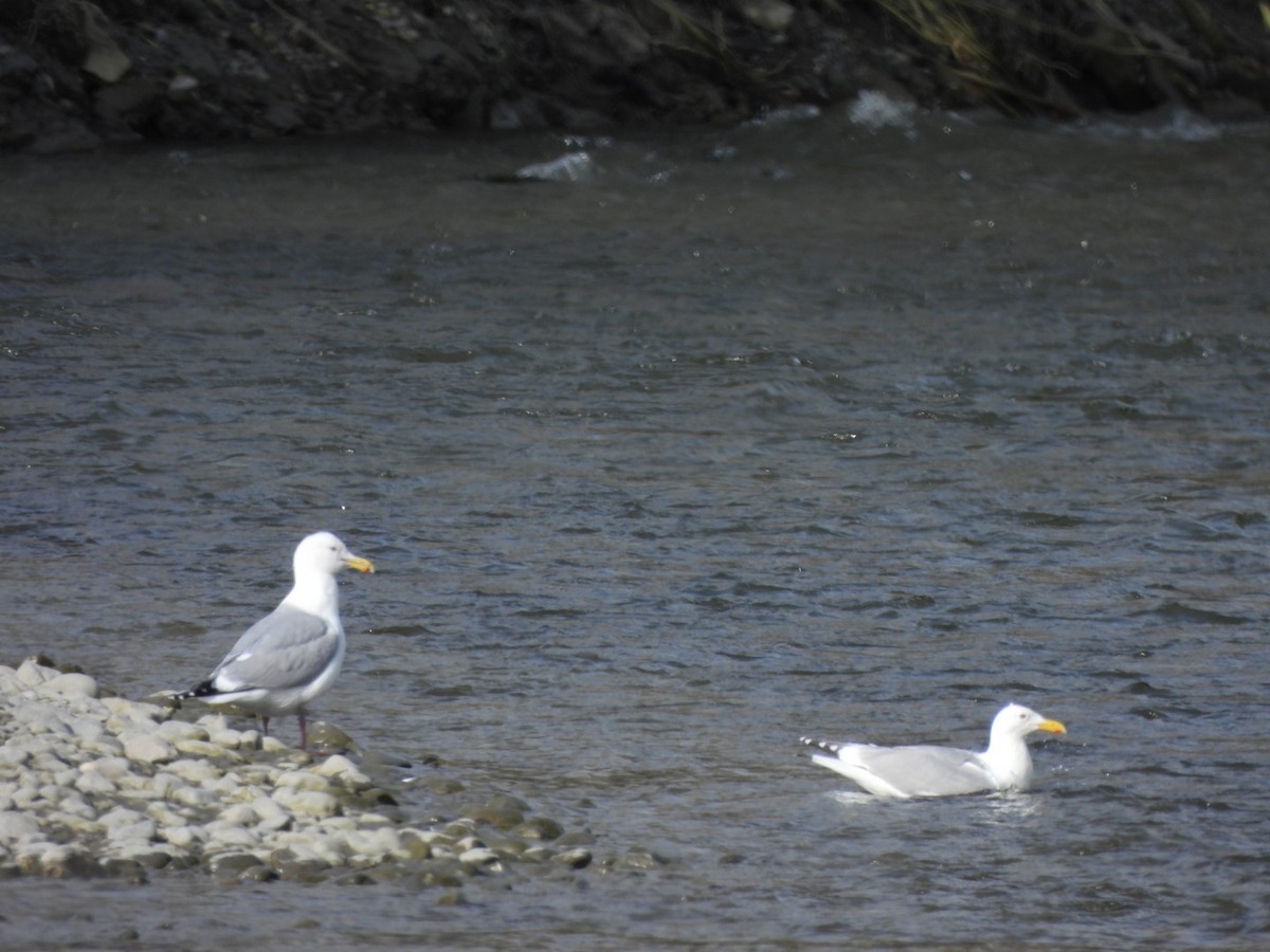 Herring Gull - Lachlan Bebout