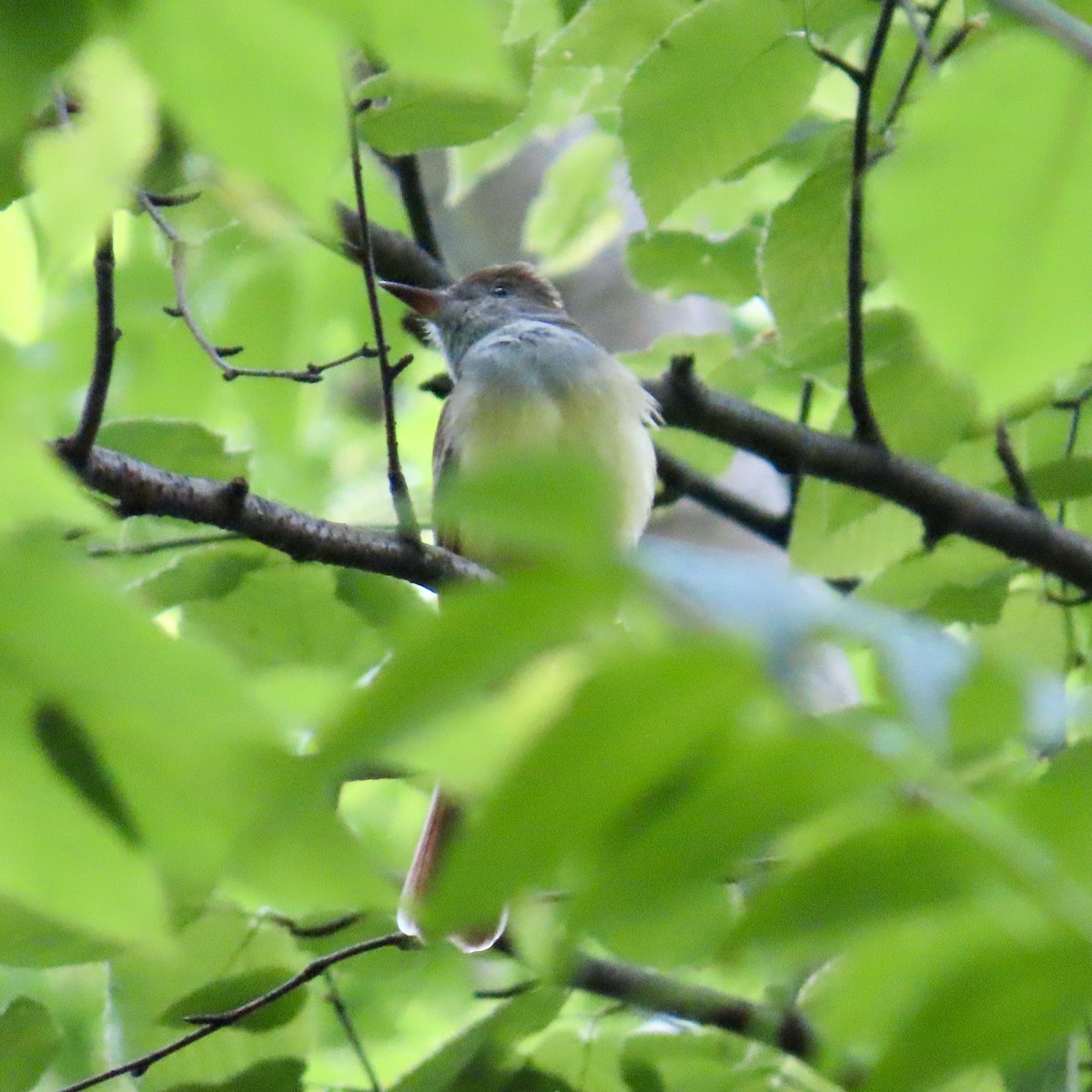 Great Crested Flycatcher - ML619498108