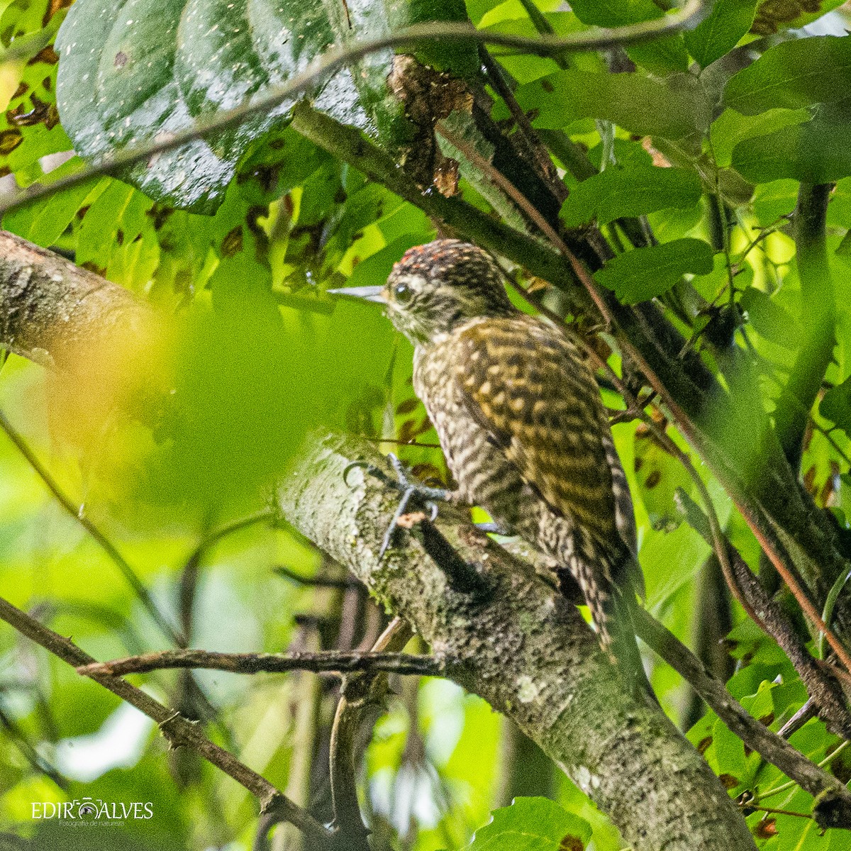 White-spotted Woodpecker - EDIR Alves