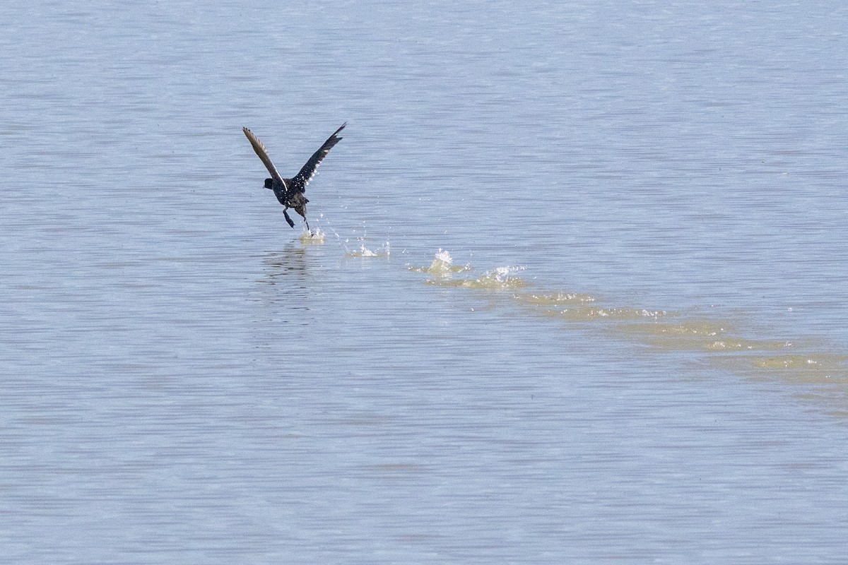 American Coot - Reuben Lim