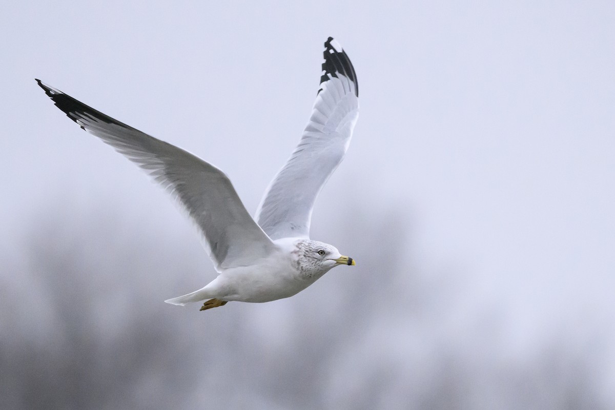 Ring-billed Gull - Stephen Davies