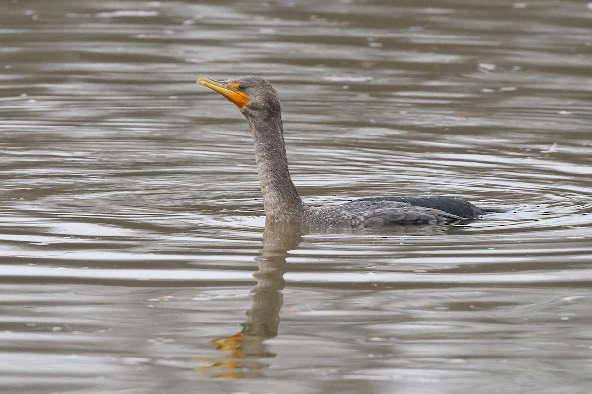 Double-crested Cormorant - Stephen Davies