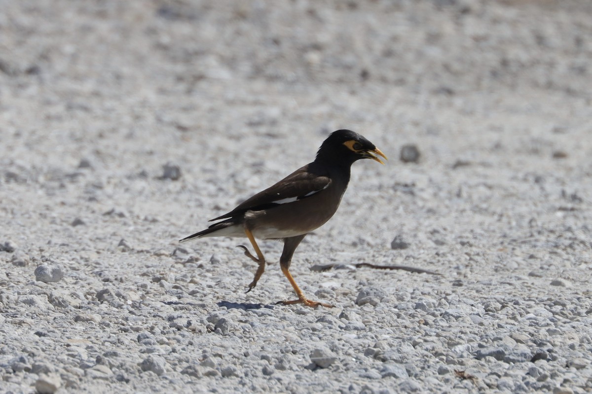 Common Myna - Ryan Andrew