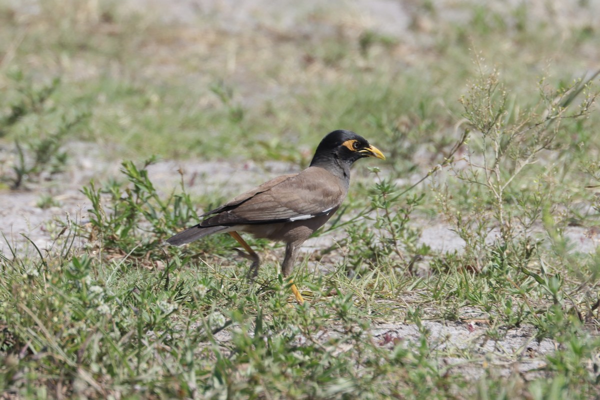 Common Myna - ML619498127
