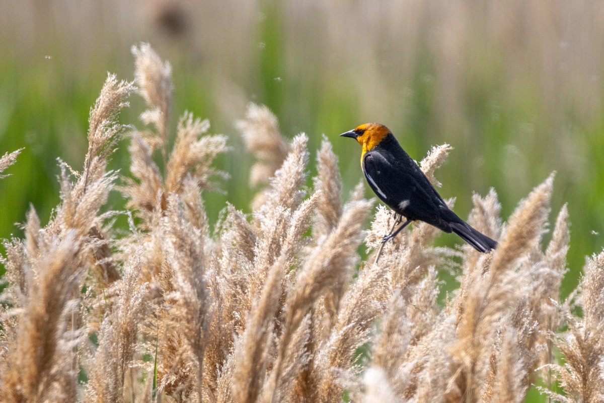 Yellow-headed Blackbird - Reuben Lim