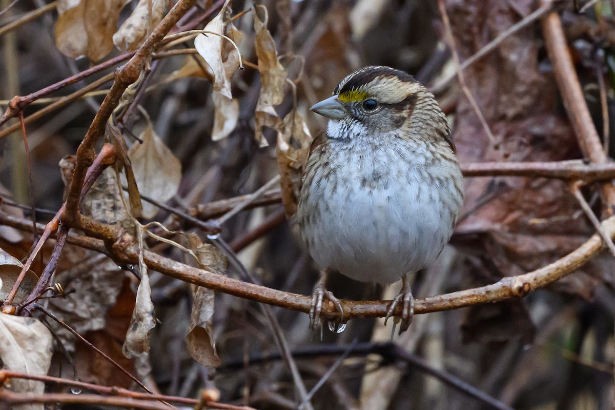 White-throated Sparrow - Stephen Davies