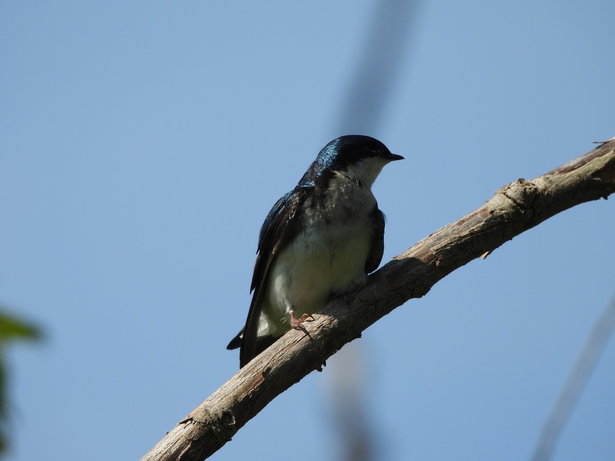 Tree Swallow - Susan Thome-Barrett