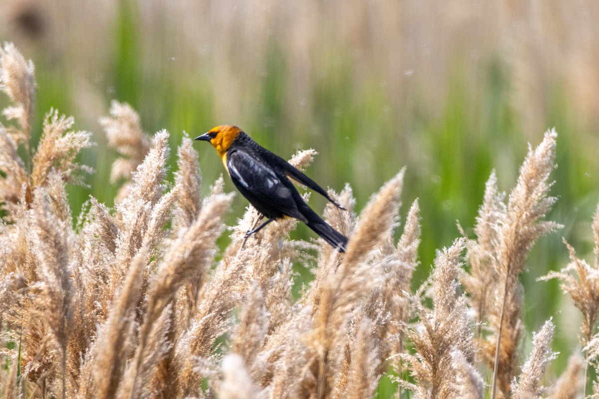 Yellow-headed Blackbird - Reuben Lim