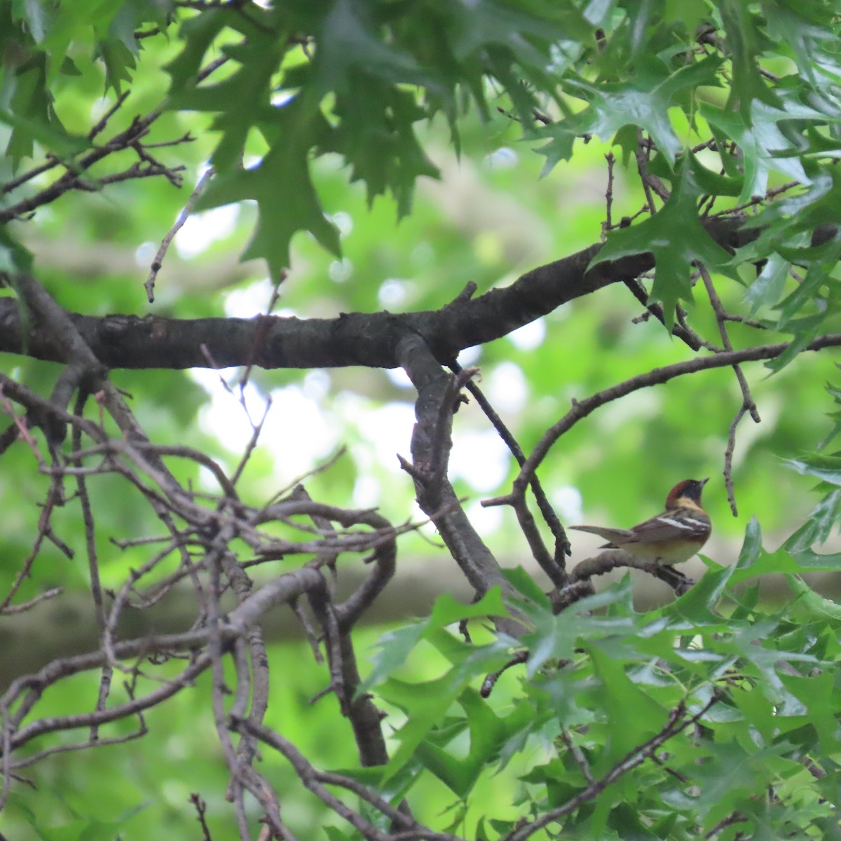 Bay-breasted Warbler - Richard Fleming