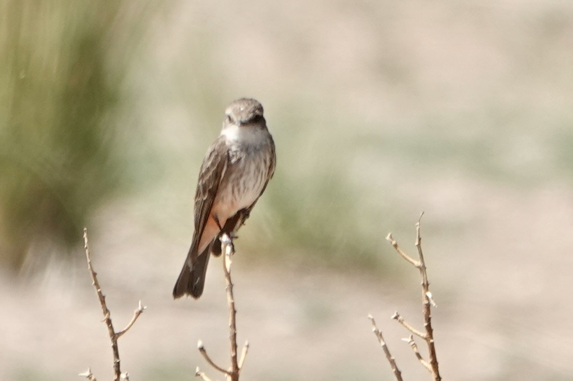 Vermilion Flycatcher - Sara Griffith