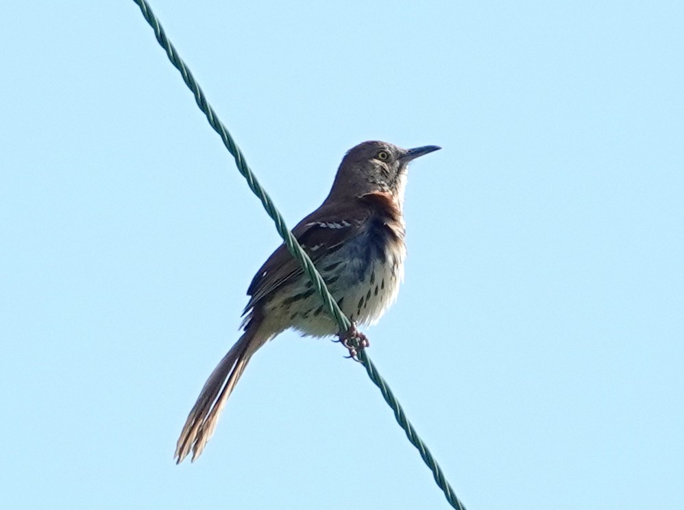 Brown Thrasher - Mario Poirier