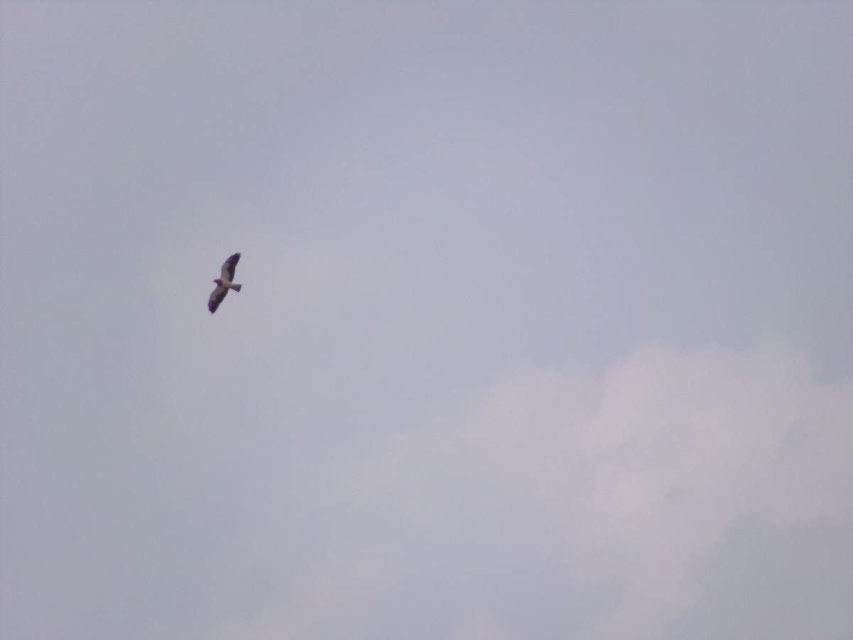 Swainson's Hawk - Texas Bird Family