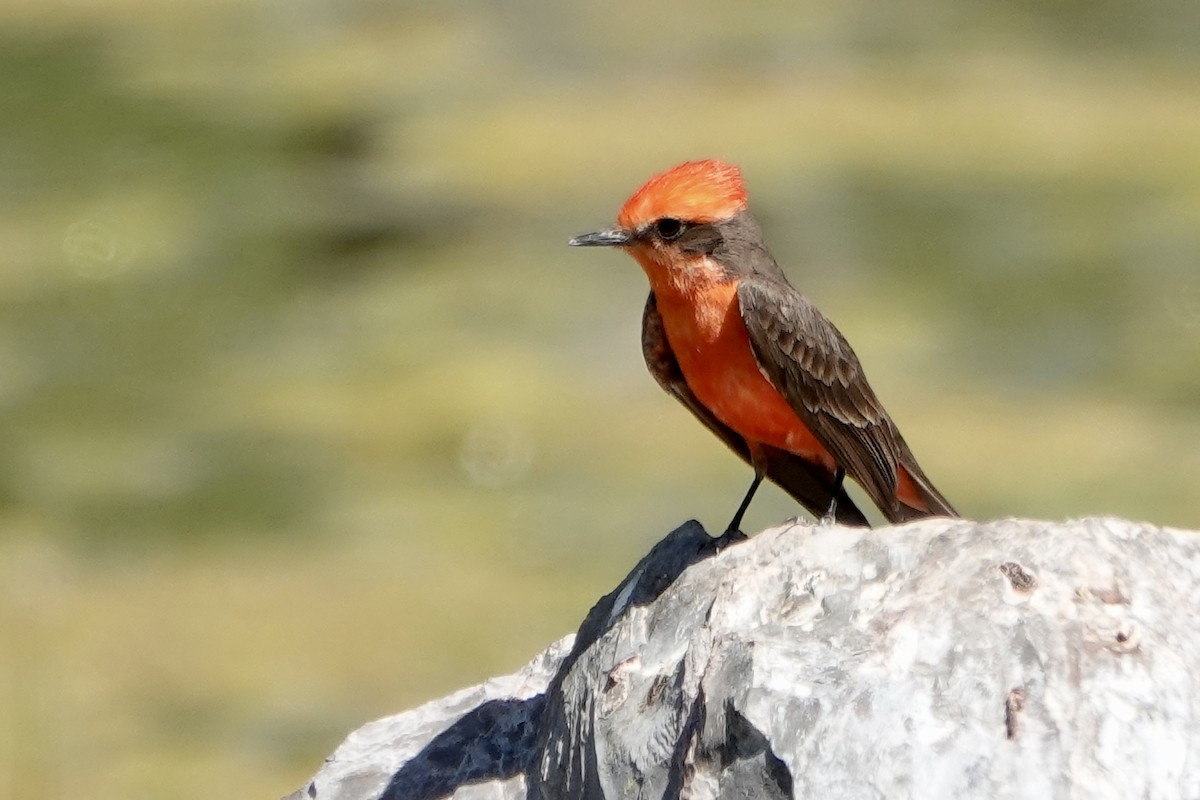 Vermilion Flycatcher - Sara Griffith