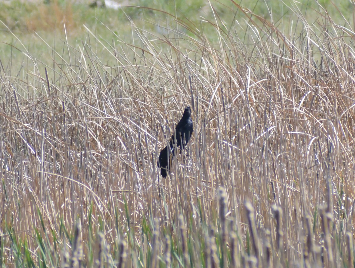 Great-tailed Grackle - Robert Tonge