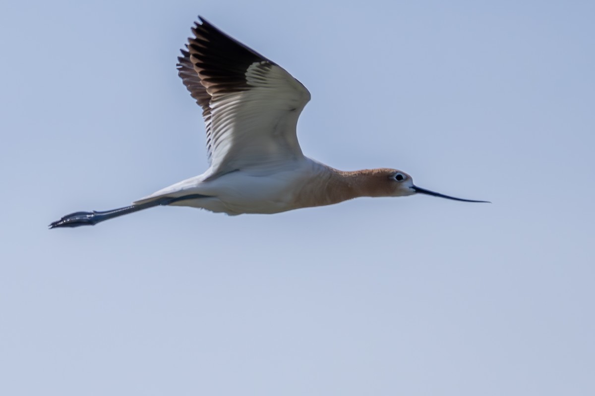 American Avocet - Reuben Lim