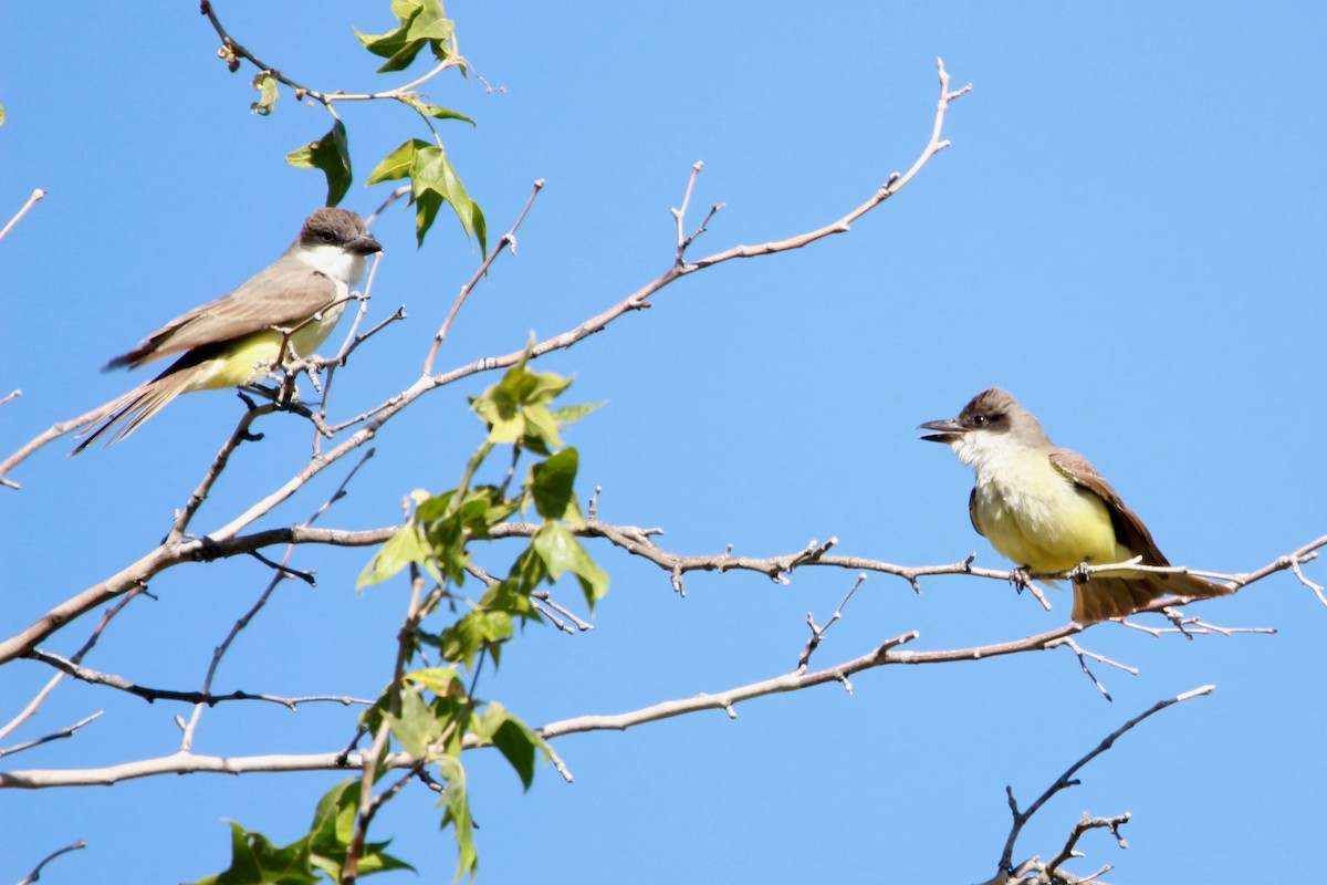 Thick-billed Kingbird - Jesse Pline