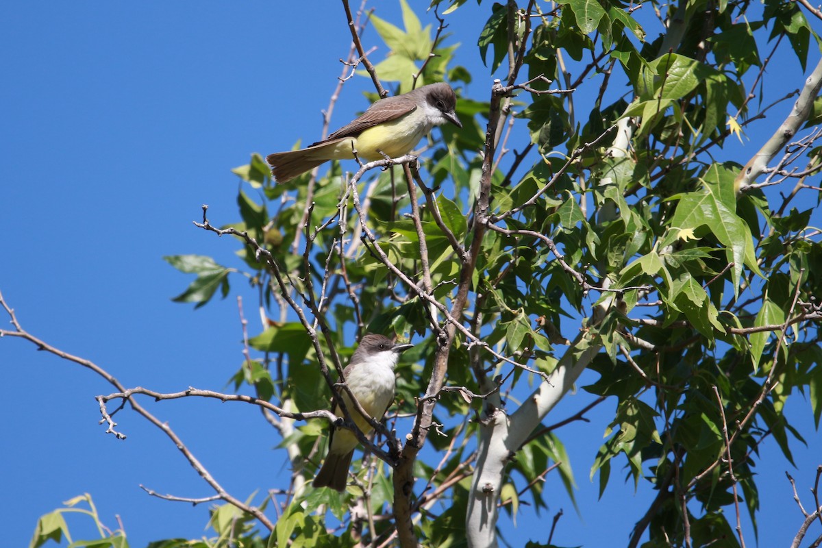 Thick-billed Kingbird - Jesse Pline