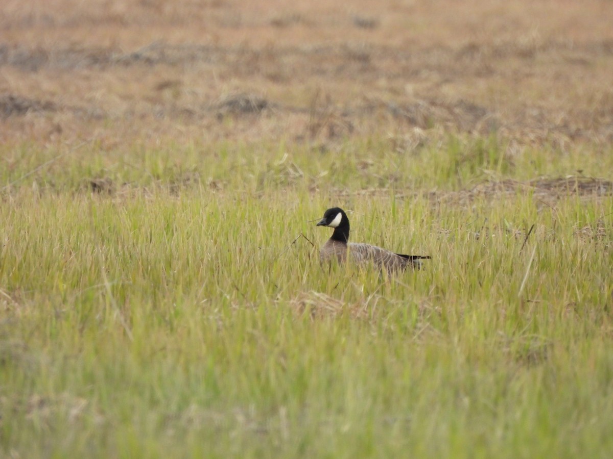 Cackling Goose - Lachlan Bebout