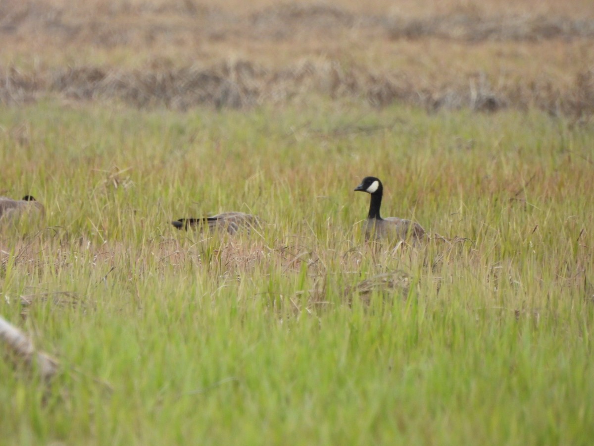 Cackling Goose - Lachlan Bebout