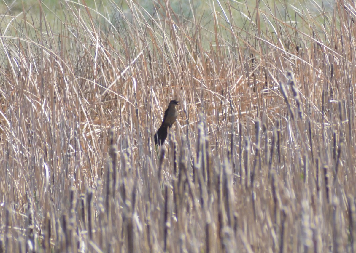 Great-tailed Grackle - Robert Tonge