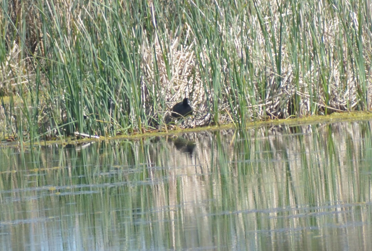 American Coot - Robert Tonge