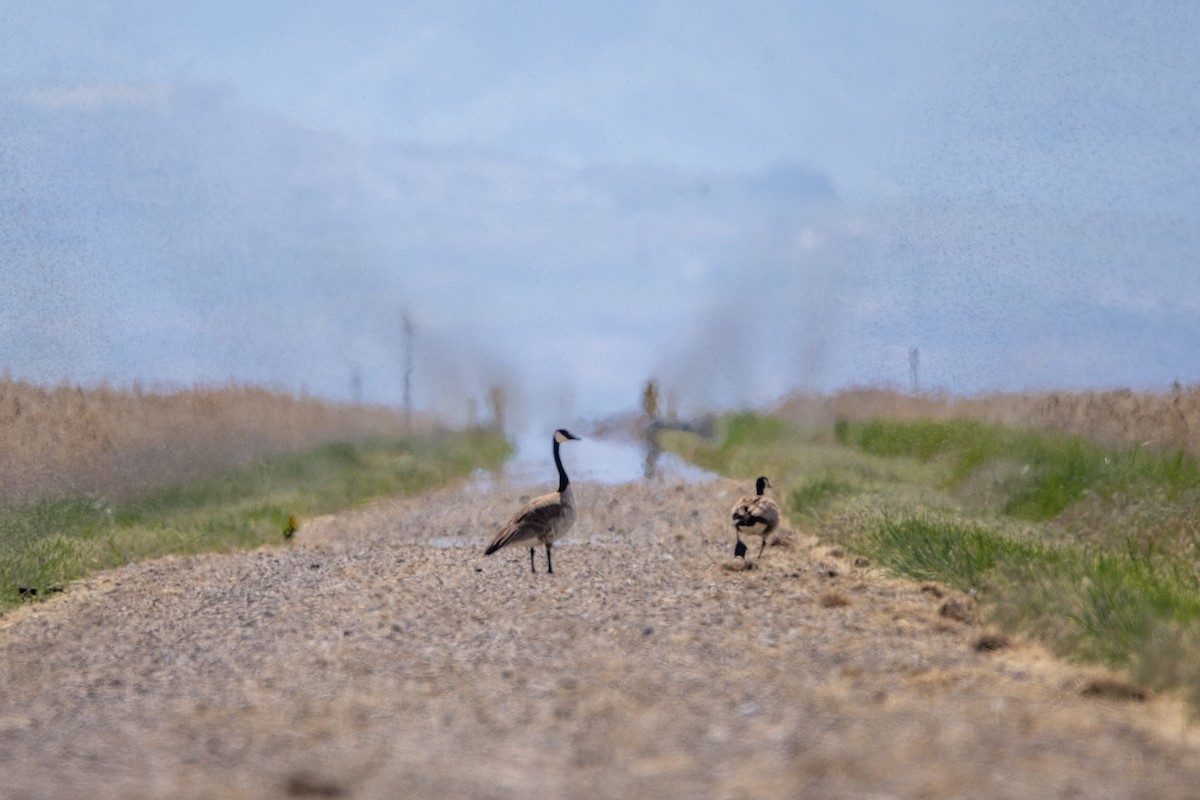 Canada Goose - Reuben Lim