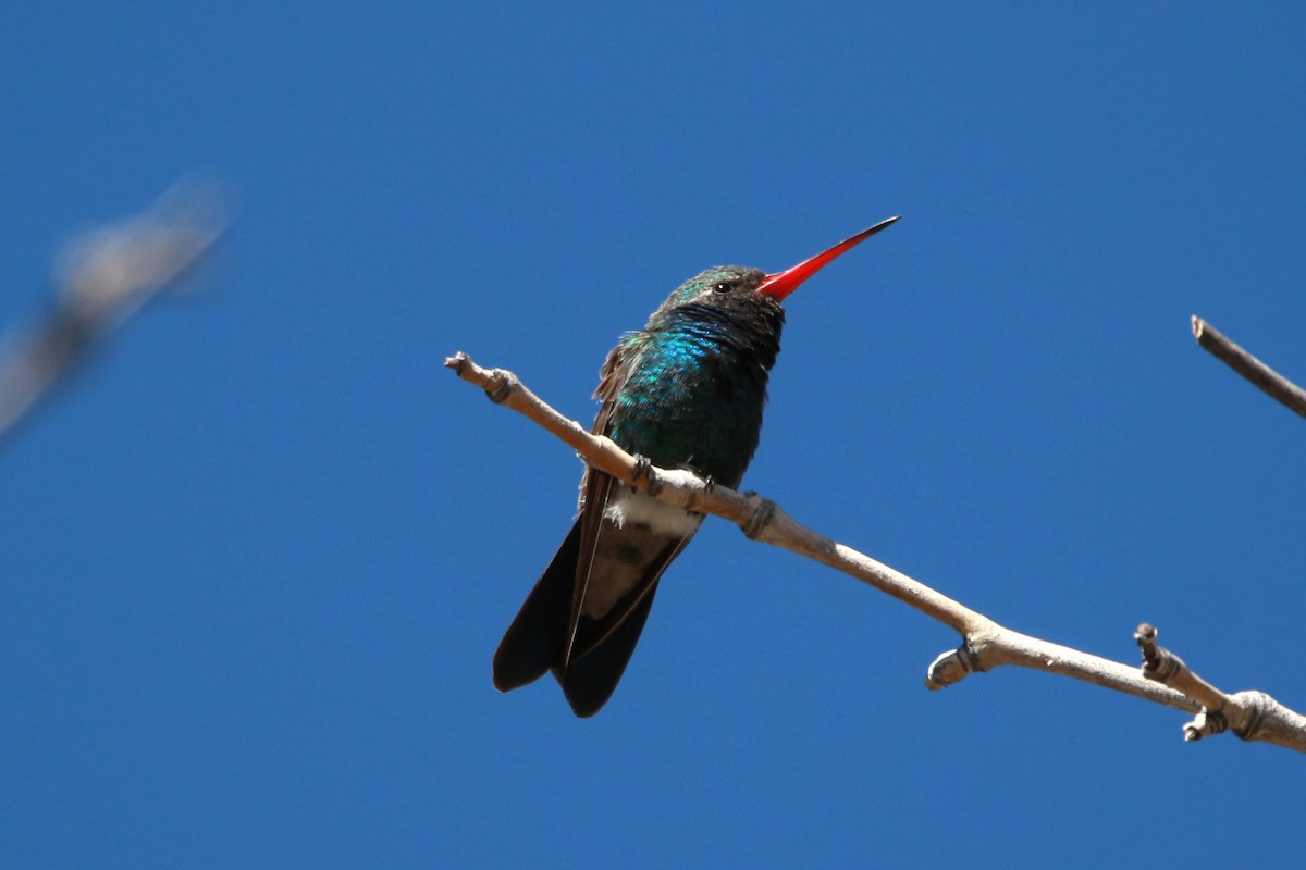 Broad-billed Hummingbird - Jesse Pline