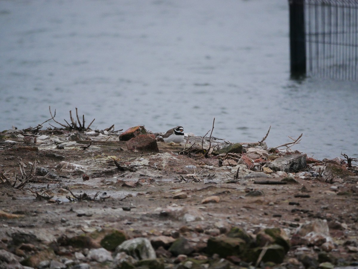 Common Ringed Plover - Gavin Thomas