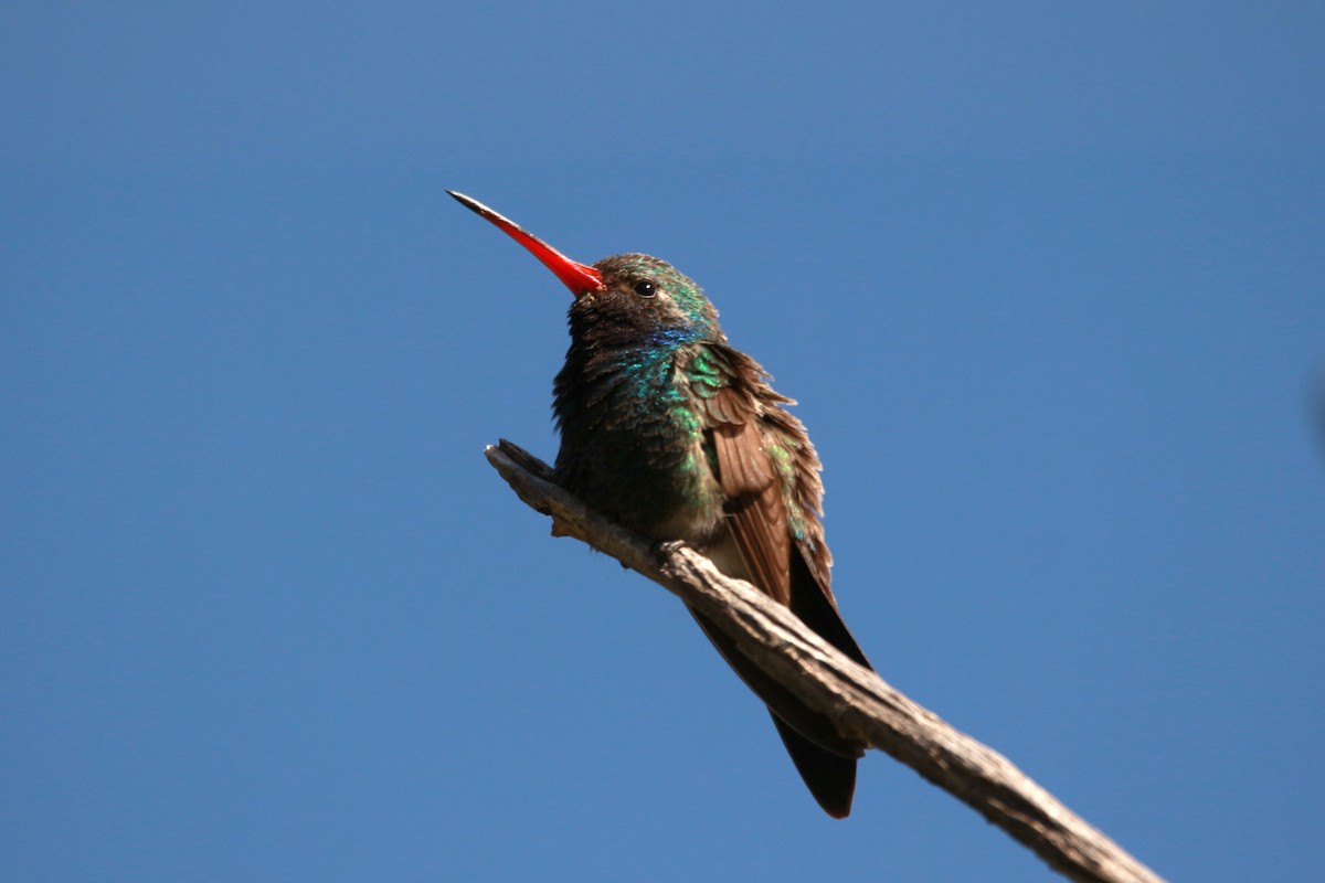 Broad-billed Hummingbird - Jesse Pline