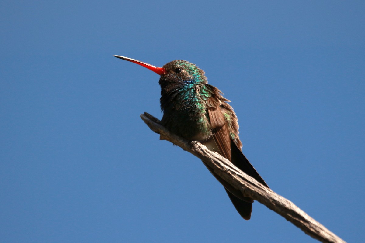 Broad-billed Hummingbird - Jesse Pline