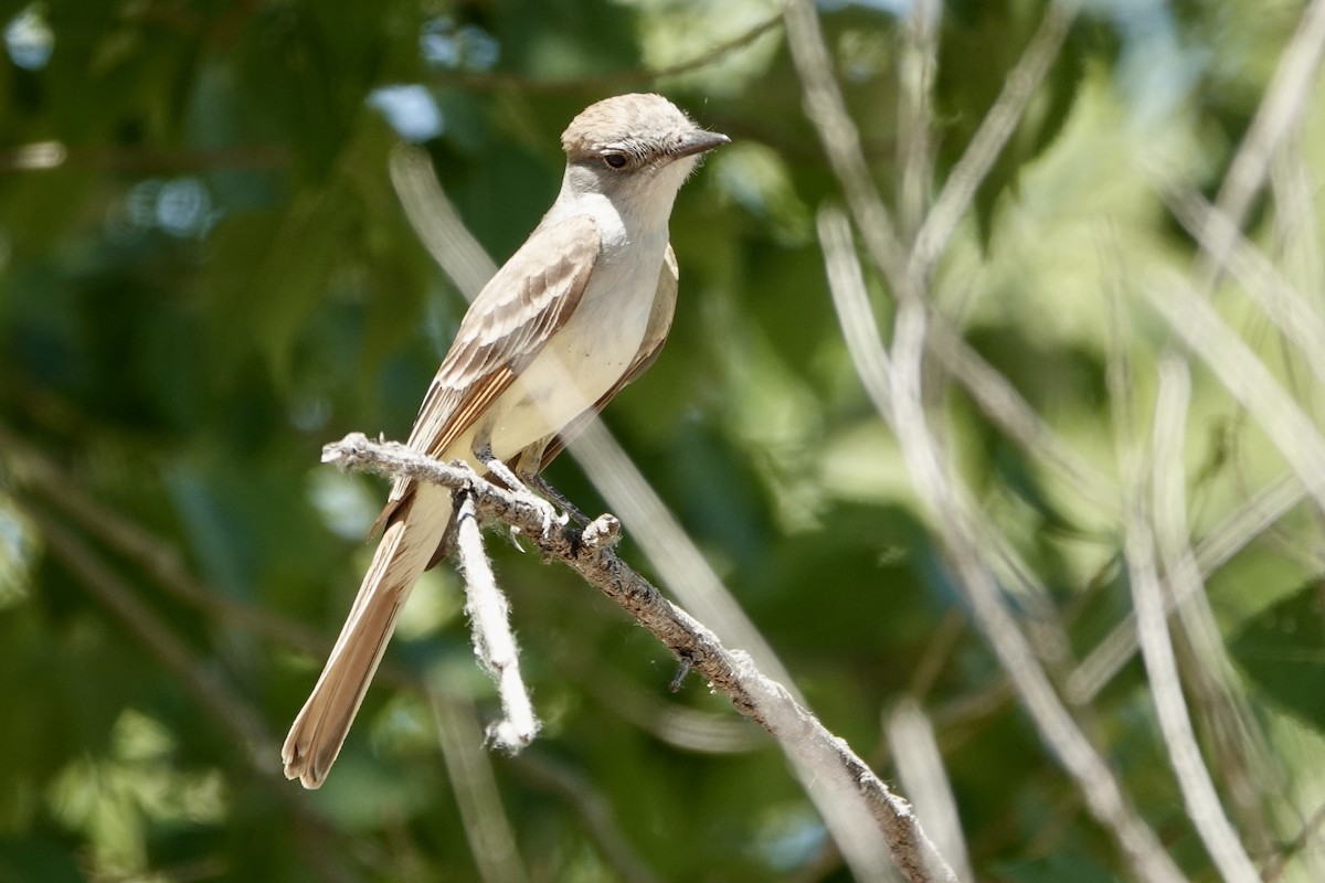 Ash-throated Flycatcher - Sara Griffith