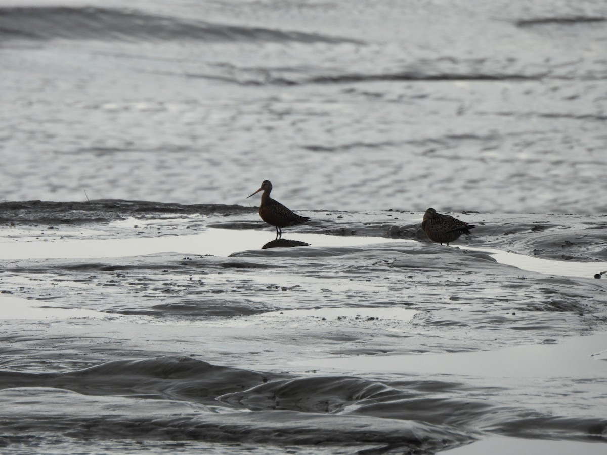 Hudsonian Godwit - ML619498196