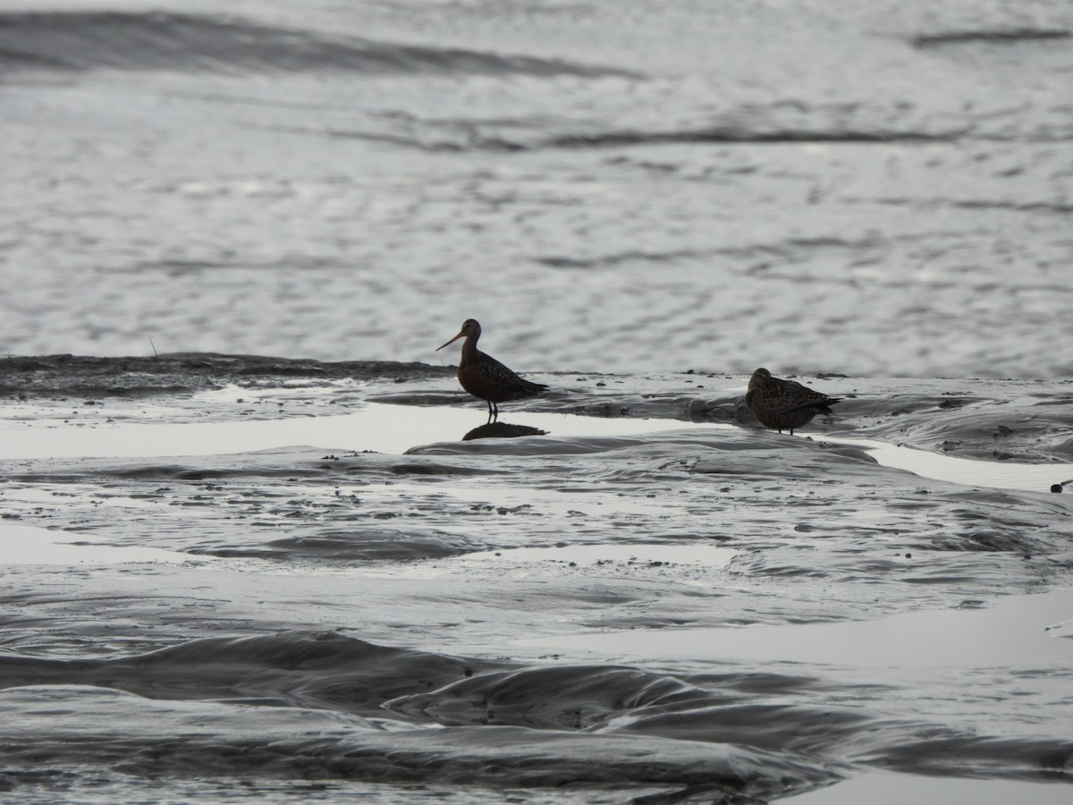 Hudsonian Godwit - Lachlan Bebout