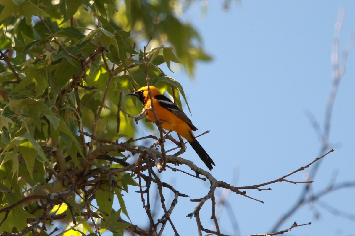 Hooded Oriole - Jesse Pline