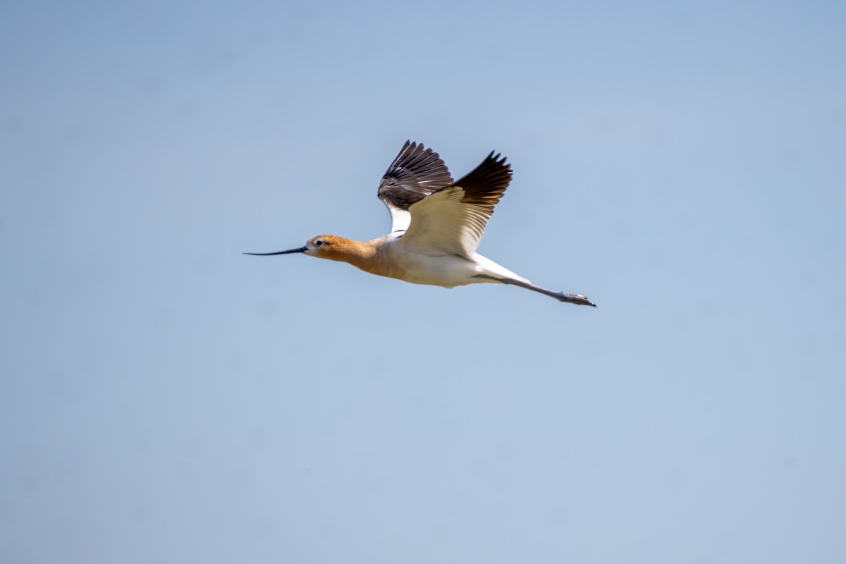 American Avocet - Reuben Lim