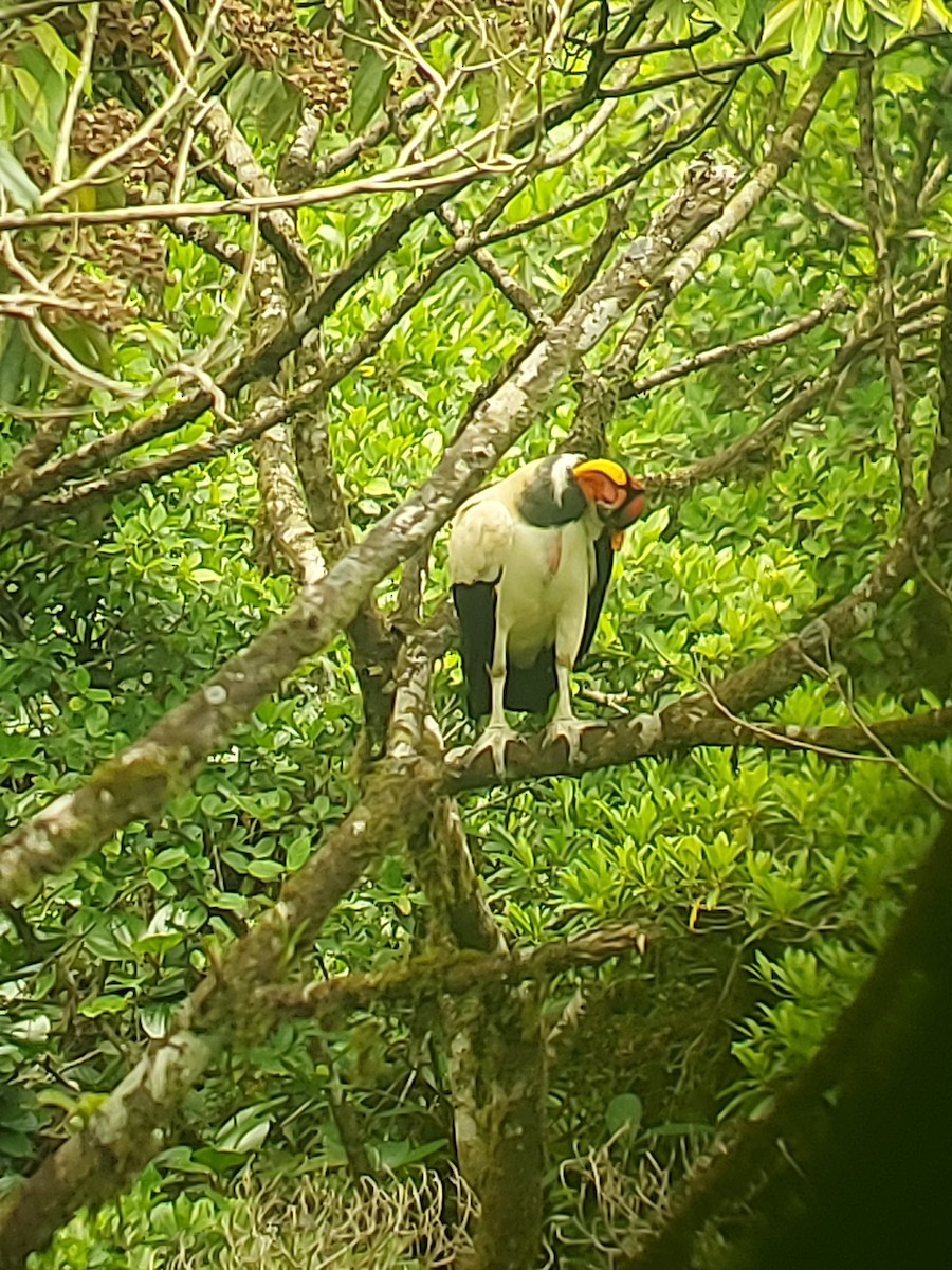King Vulture - ML619498200