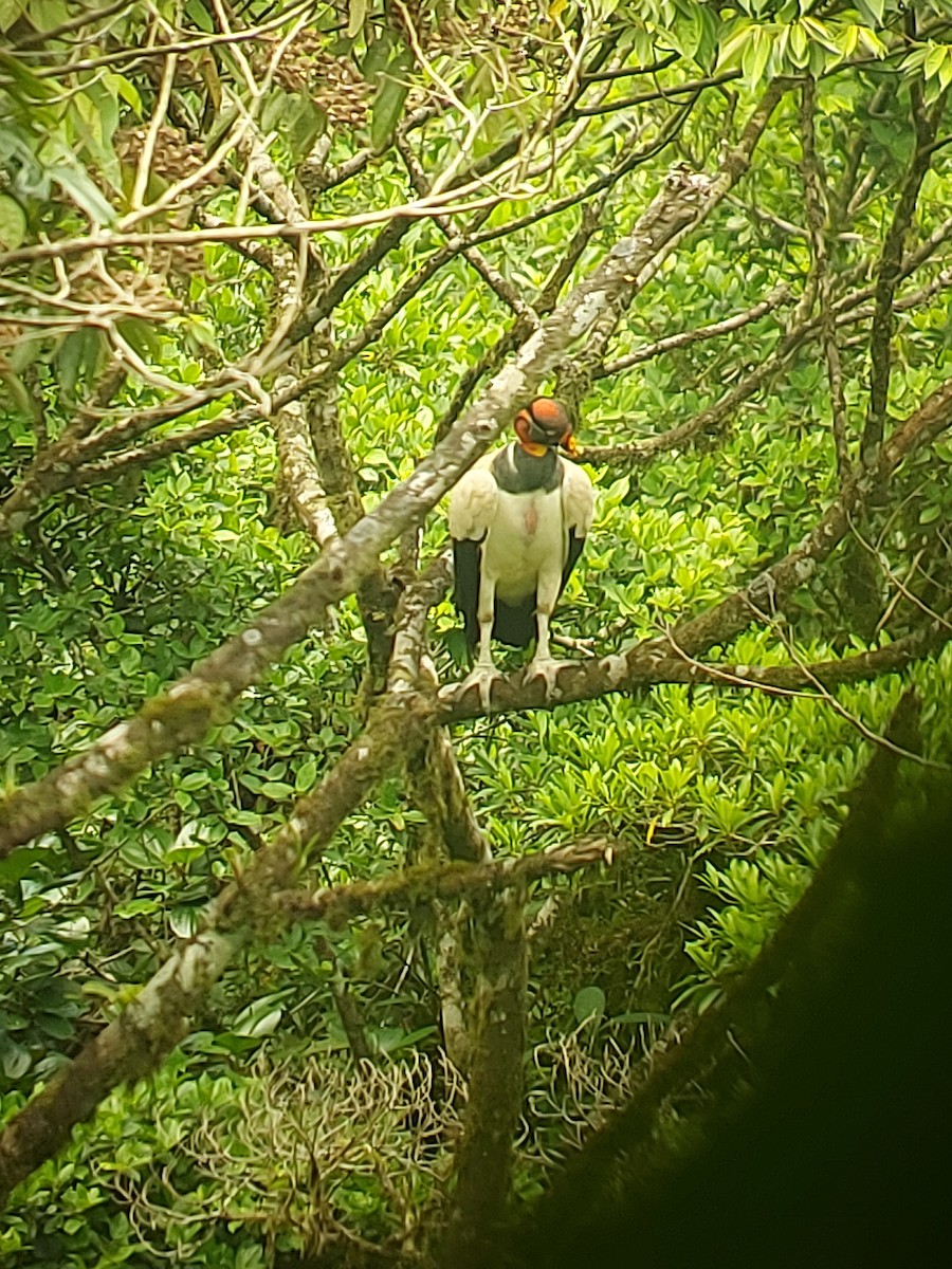 King Vulture - ML619498201