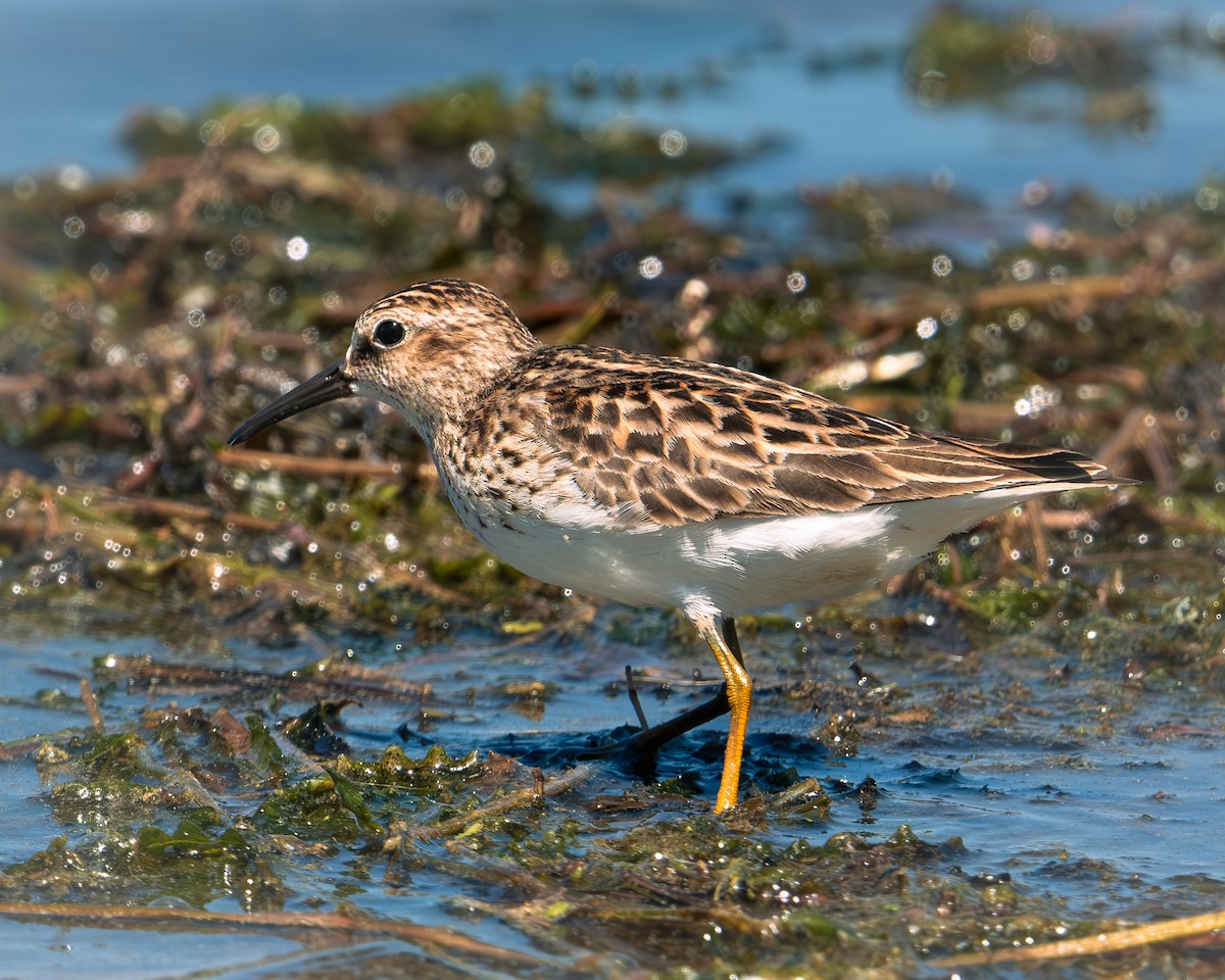 Least Sandpiper - Martin Mau